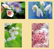 Kleinkärtchenserie Frühlingsblumen, 12 Stück Kleinkärtchenserie Frühlingsblumen, 12 Stück
