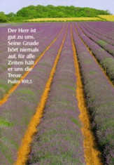 Postkarten Lavendelfeld, 6 Stück