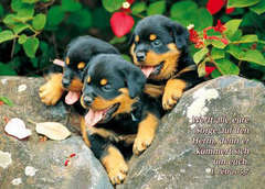 Postkarten Junge Hunde, 6 Stück