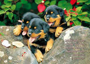 Postkarten Junge Hunde, 6 Stück Postkarten Junge Hunde, 6 Stück