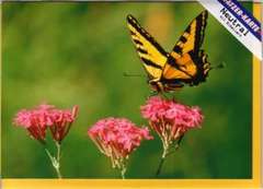 Faltkarten Schmetterlinge, 5 Stück