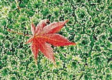 Faltkarten Herbstblätter, 5 Stück
